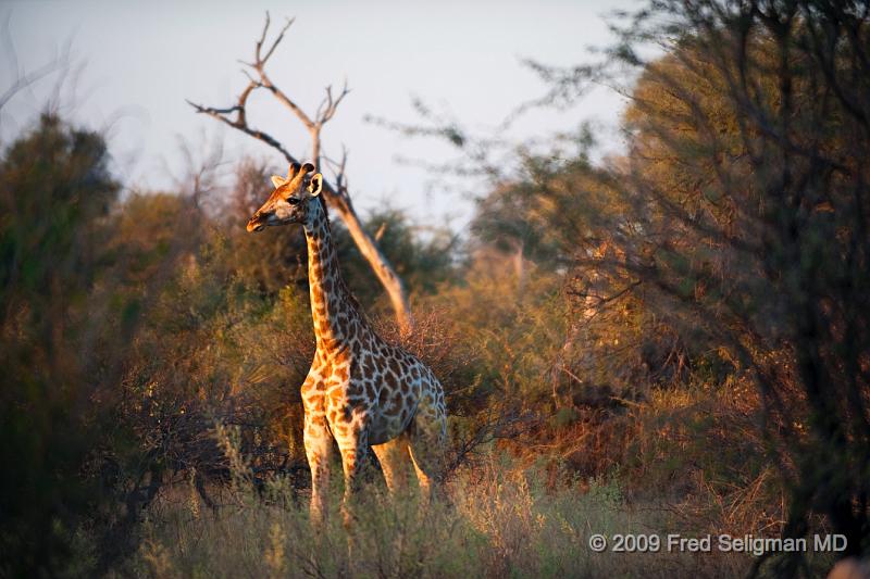 20090614_173750 D3 (1) X1.jpg - Giraffe